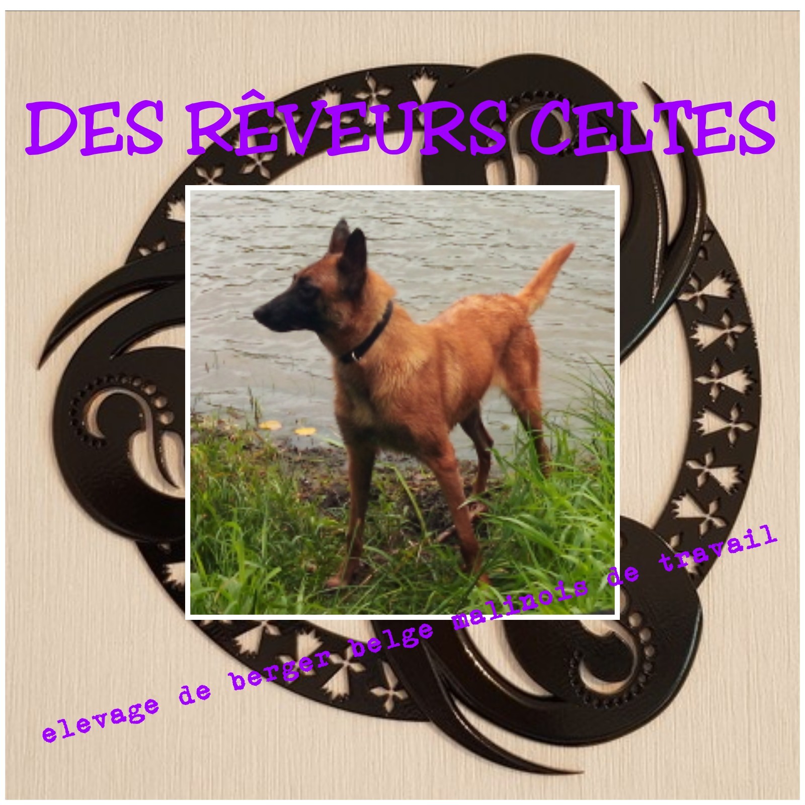 Des Rêveurs Celtes